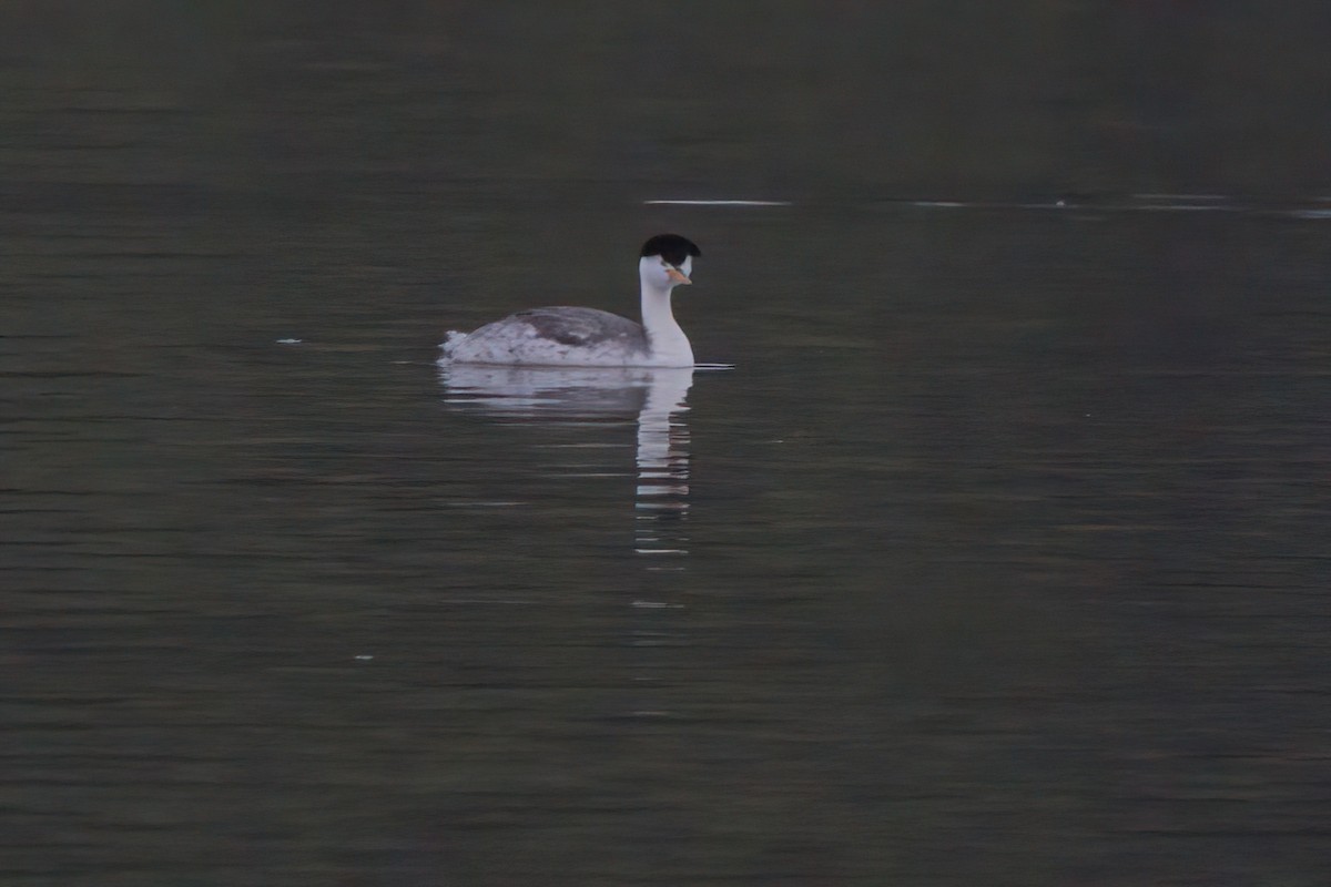 Clark's Grebe - ML638298757