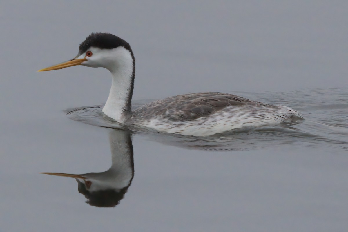 Clark's Grebe - ML638298758