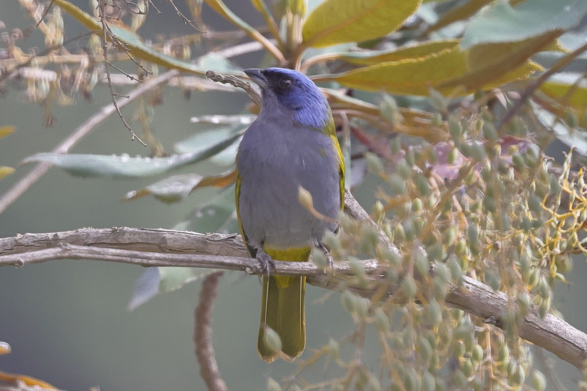 Blue-capped Tanager - ML638298759