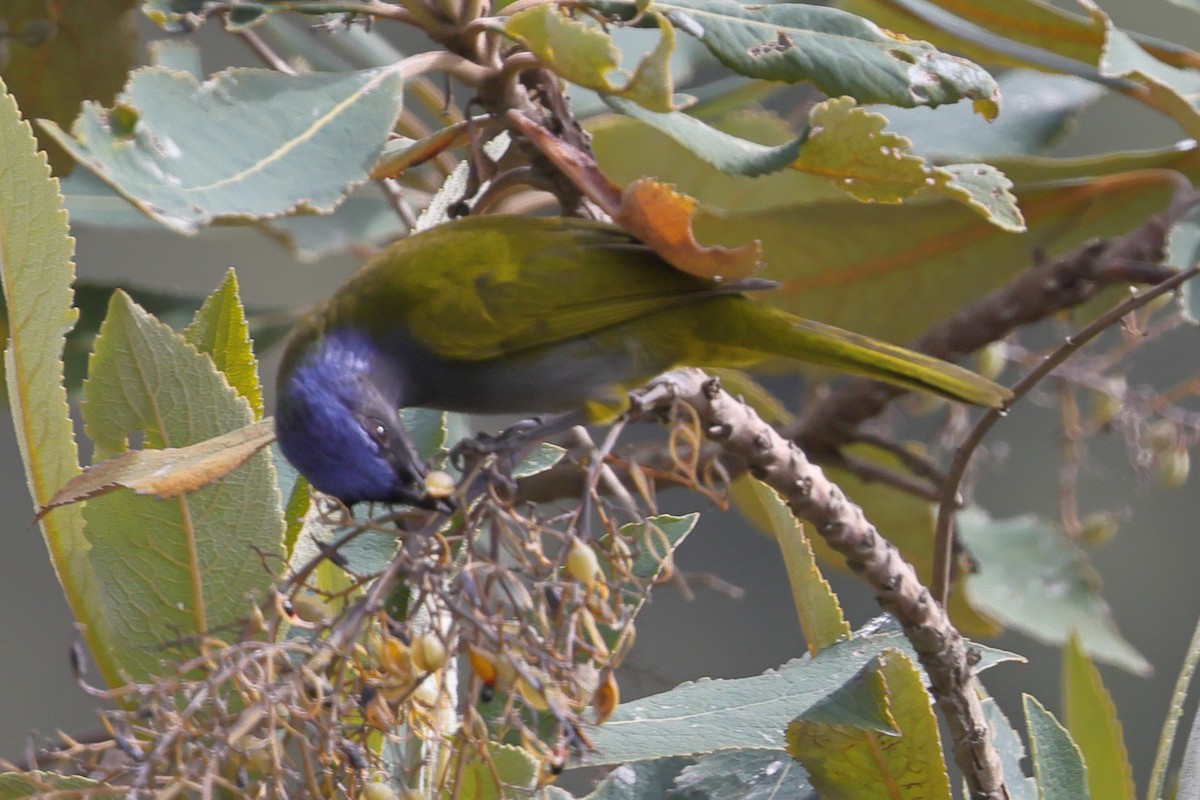 Blue-capped Tanager - ML638298761