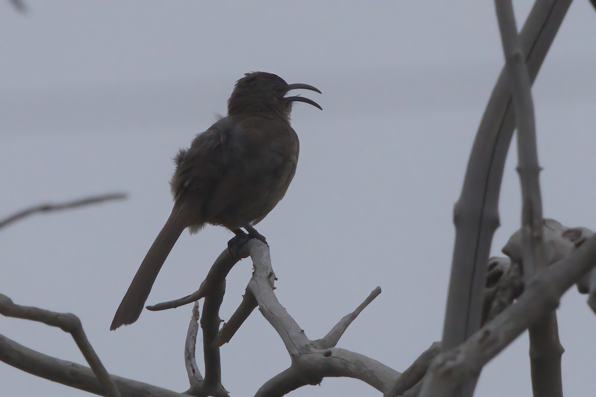 California Thrasher - ML638298768