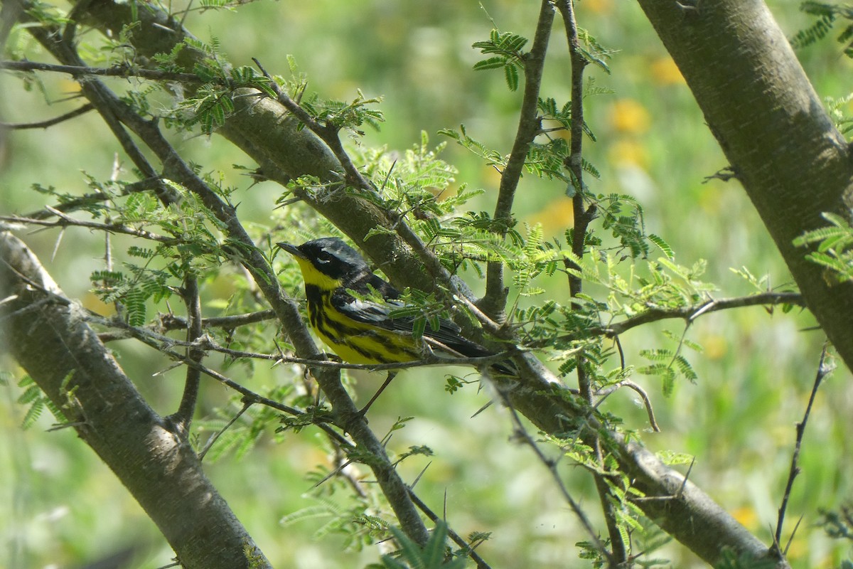 Magnolia Warbler - ML638298770