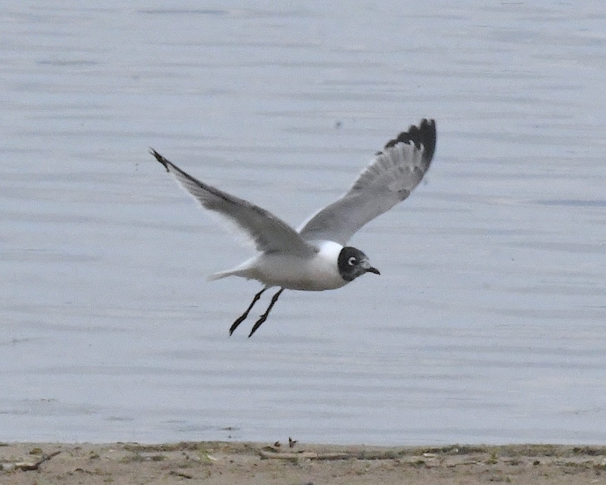 Franklin's Gull - ML638298772