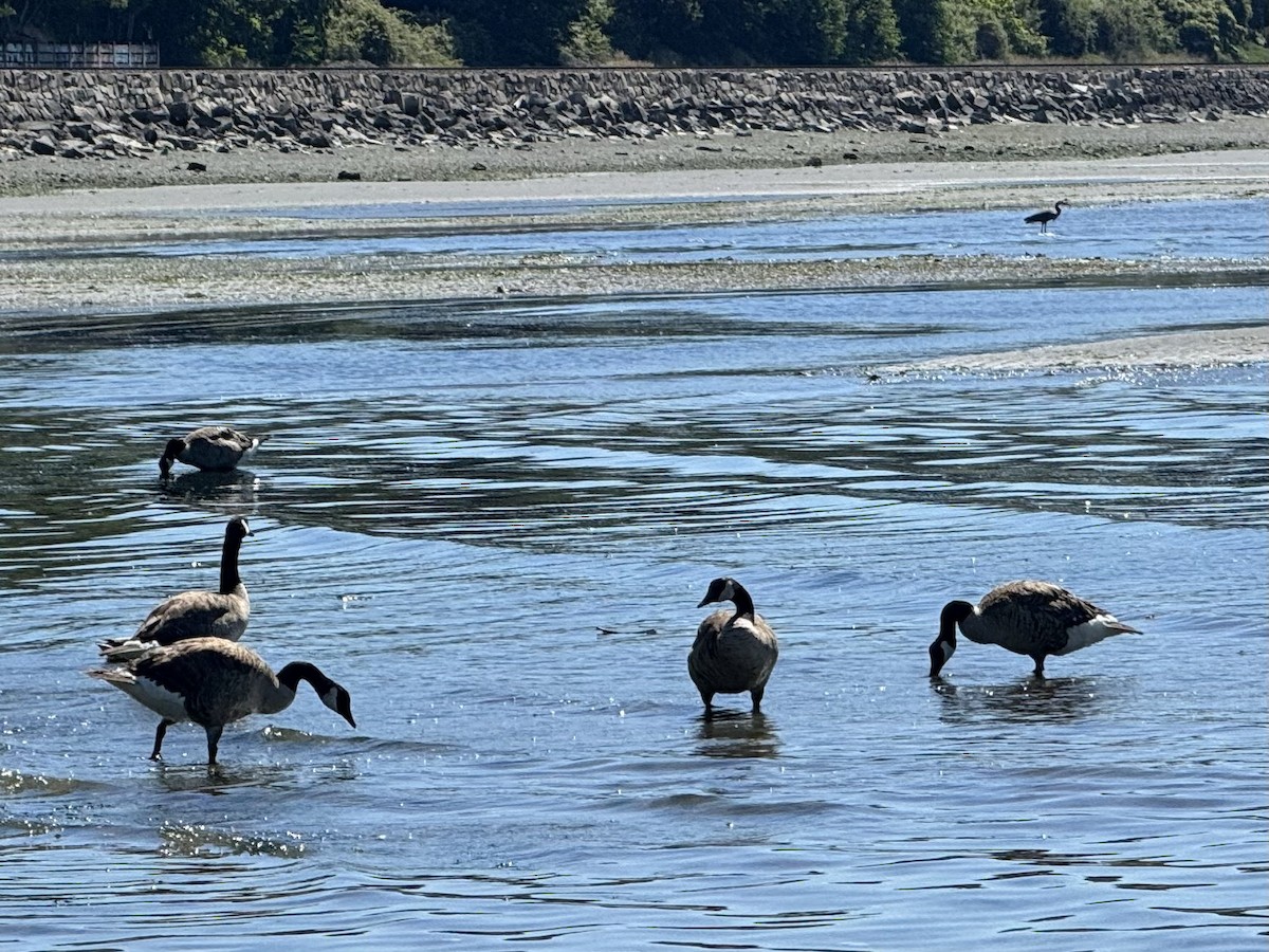 Canada Goose - ML638298797