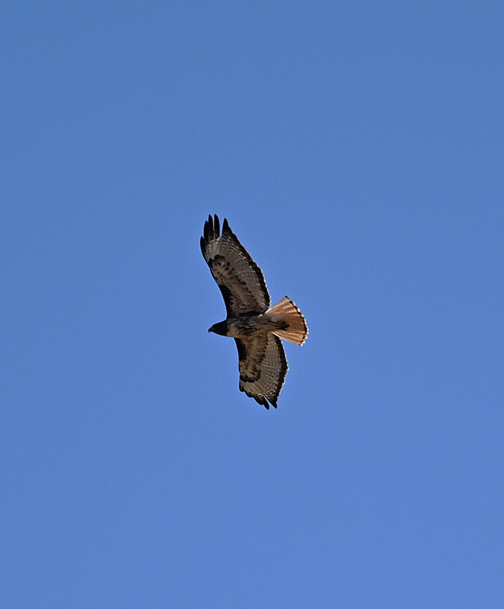 Red-tailed Hawk - ML638298801