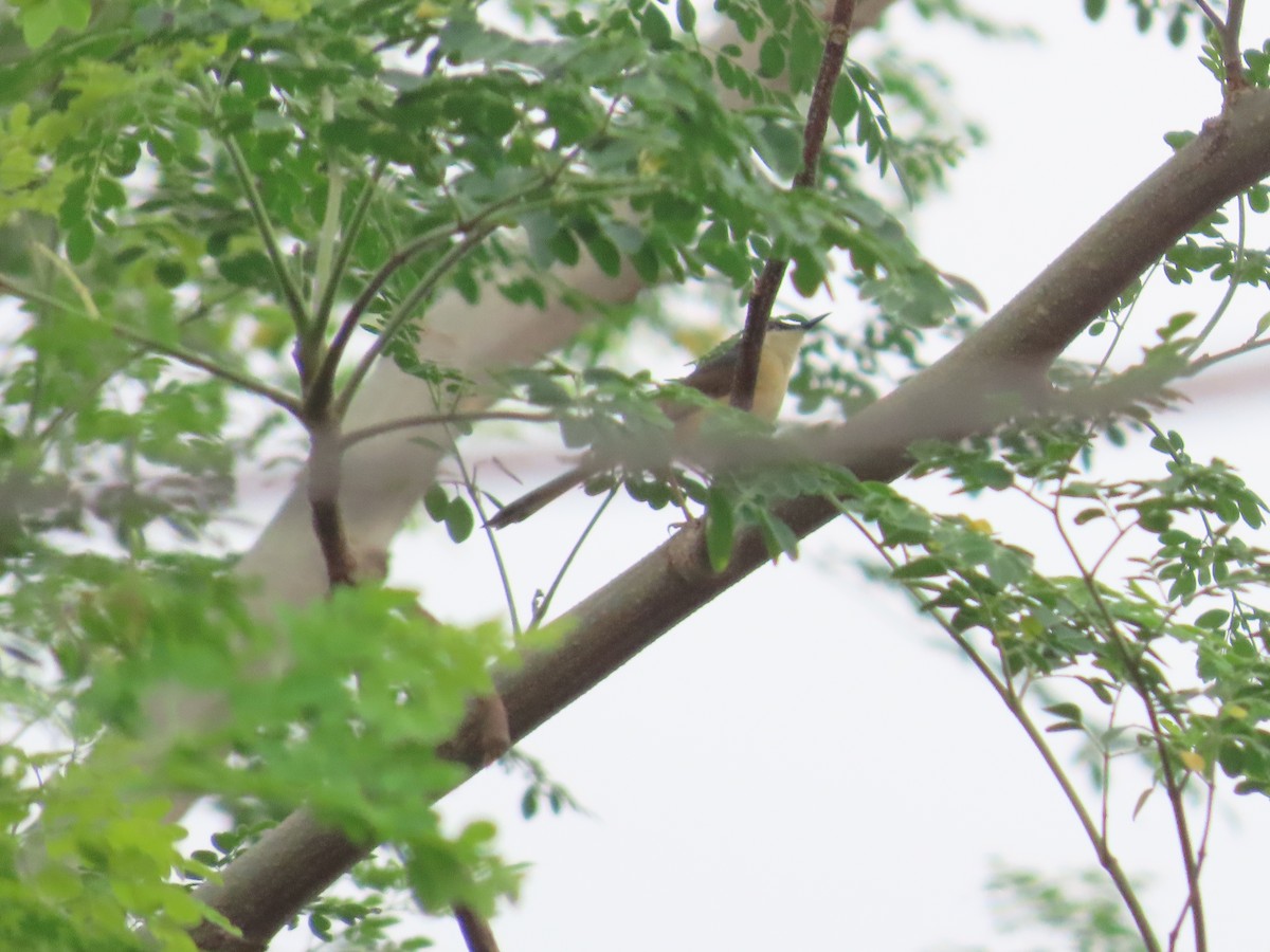Prinia Cenicienta - ML638298804