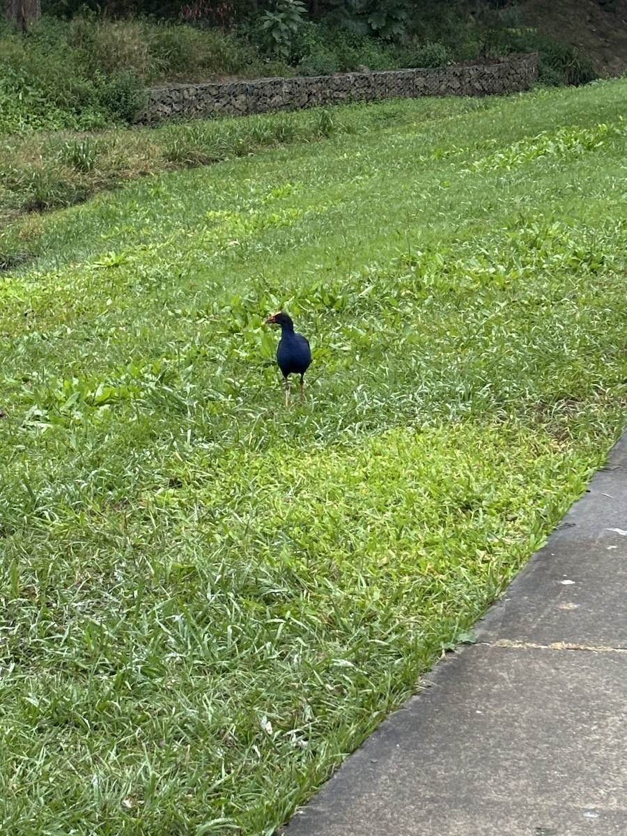 Australasian Swamphen - ML638298807