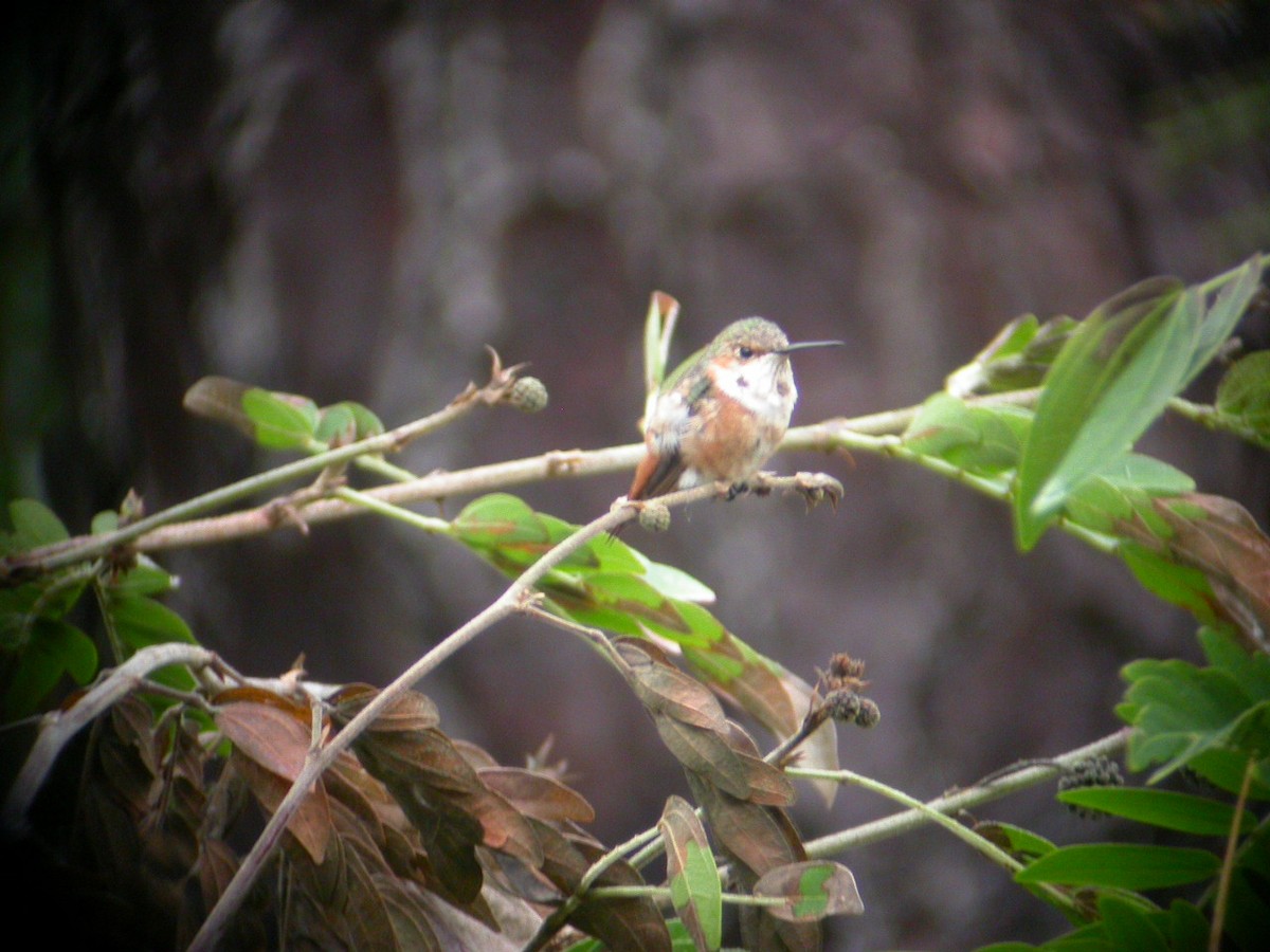 Allen's Hummingbird - ML63829881