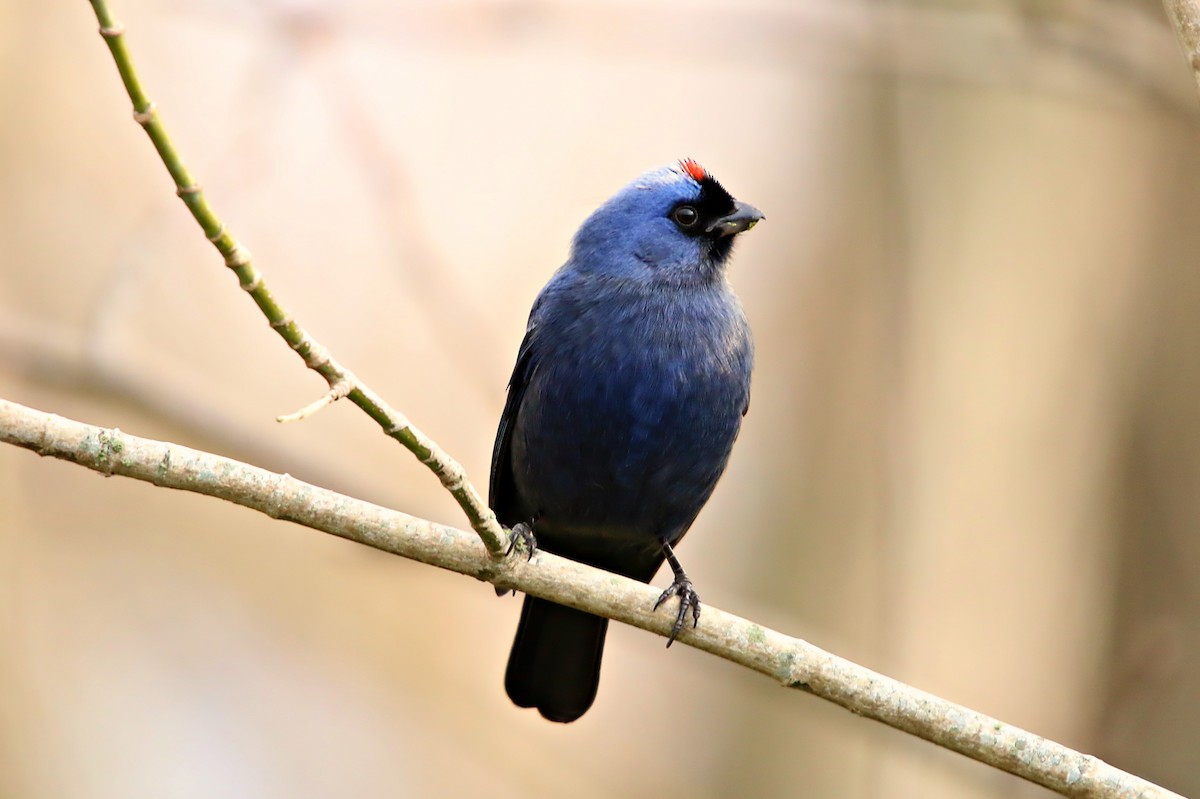 Diademed Tanager - ML638298816