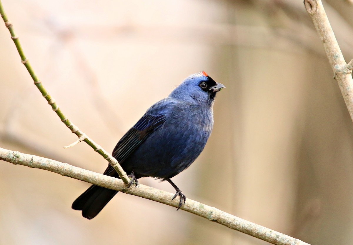 Diademed Tanager - ML638298817