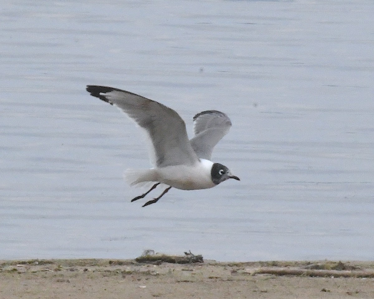 Franklin's Gull - ML638298827