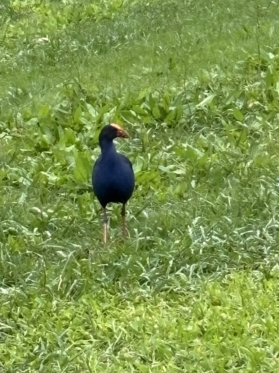 Australasian Swamphen - ML638298829