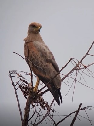 Savanna Hawk - ML638298835