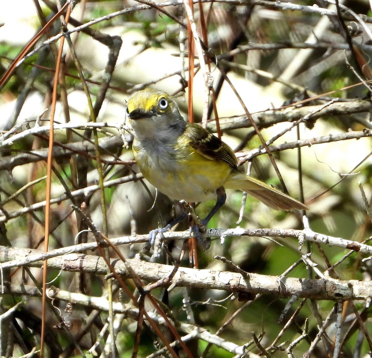 White-eyed Vireo - ML638298851