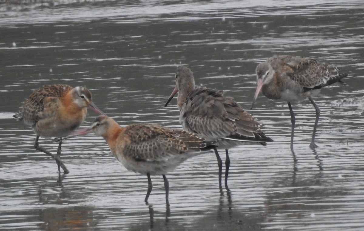 Black-tailed Godwit - ML638298852