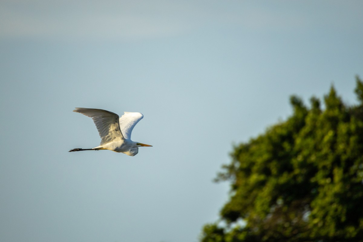 Great Egret - ML638298853