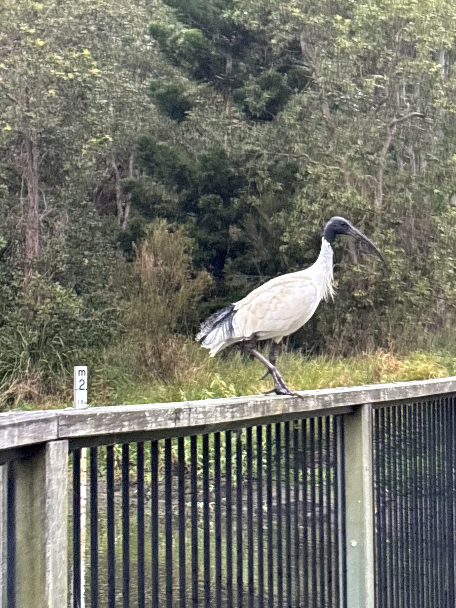 Australian Ibis - ML638298863