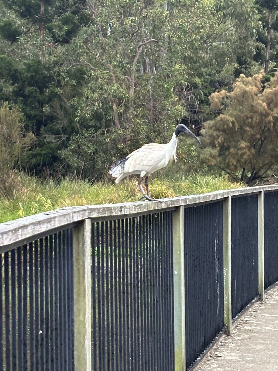 Australian Ibis - ML638298864