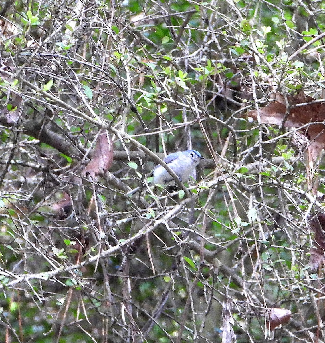 Blue-gray Gnatcatcher - ML638298866