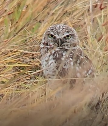 Burrowing Owl - ML638298867