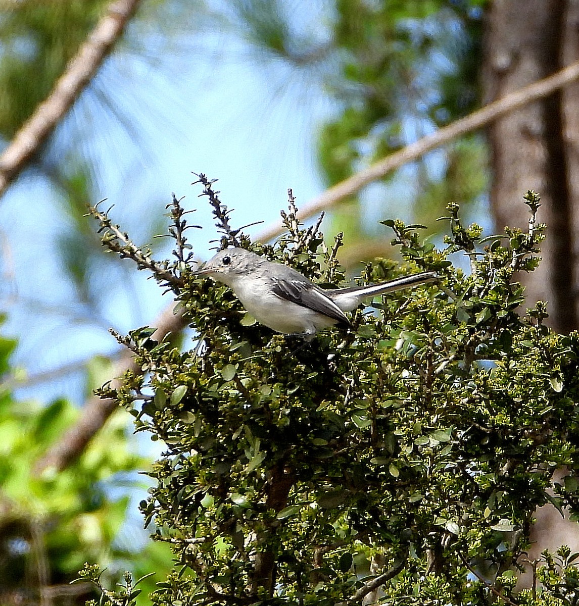 Blue-gray Gnatcatcher - ML638298868