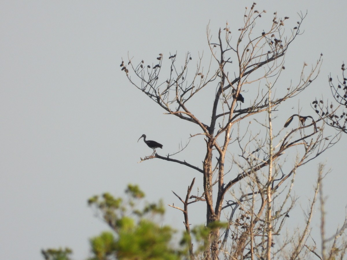 ibis bílý - ML638298869