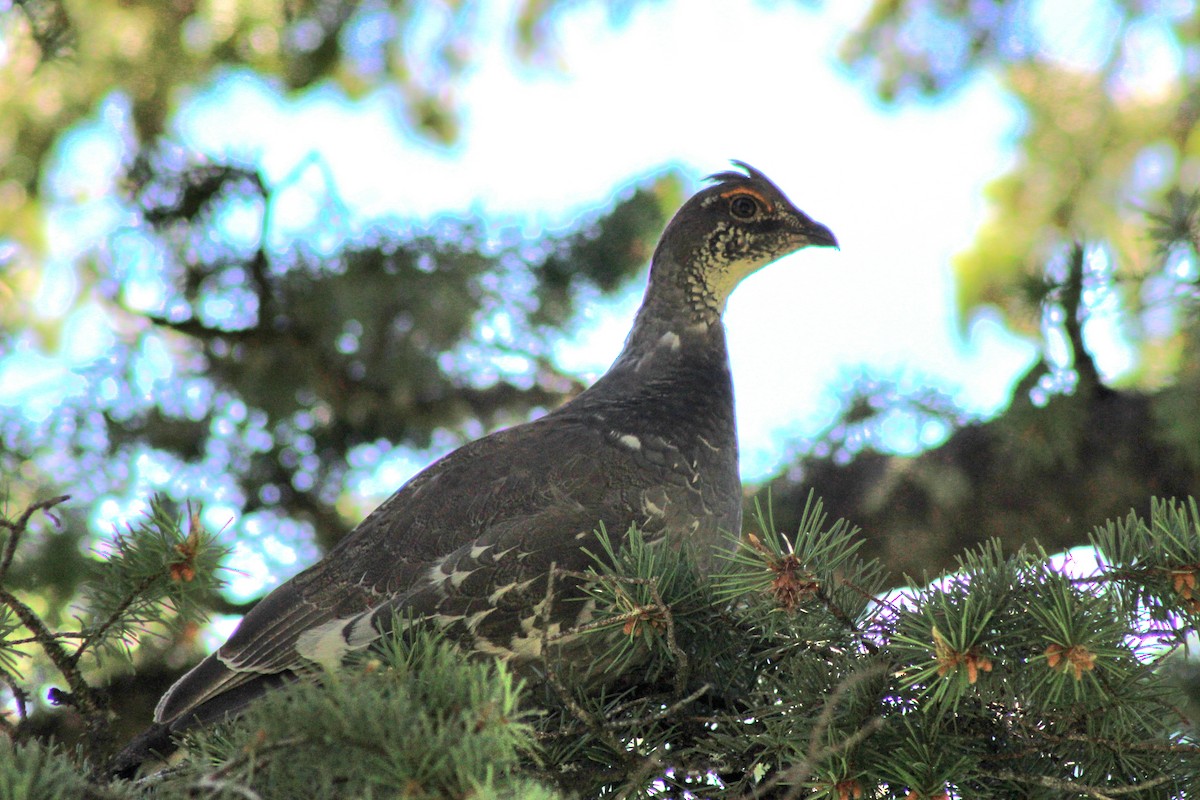 Dusky Grouse - ML638298871
