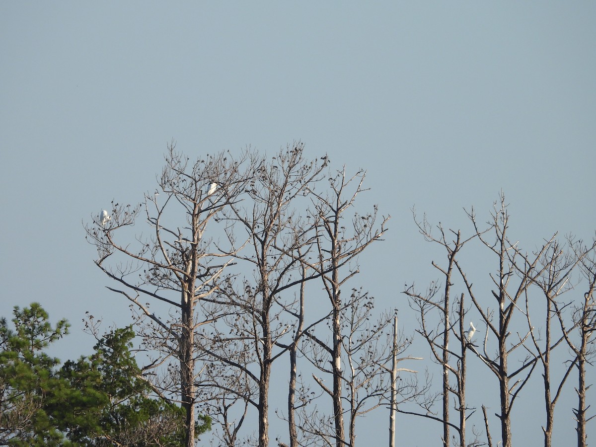 Great Egret - ML638298872