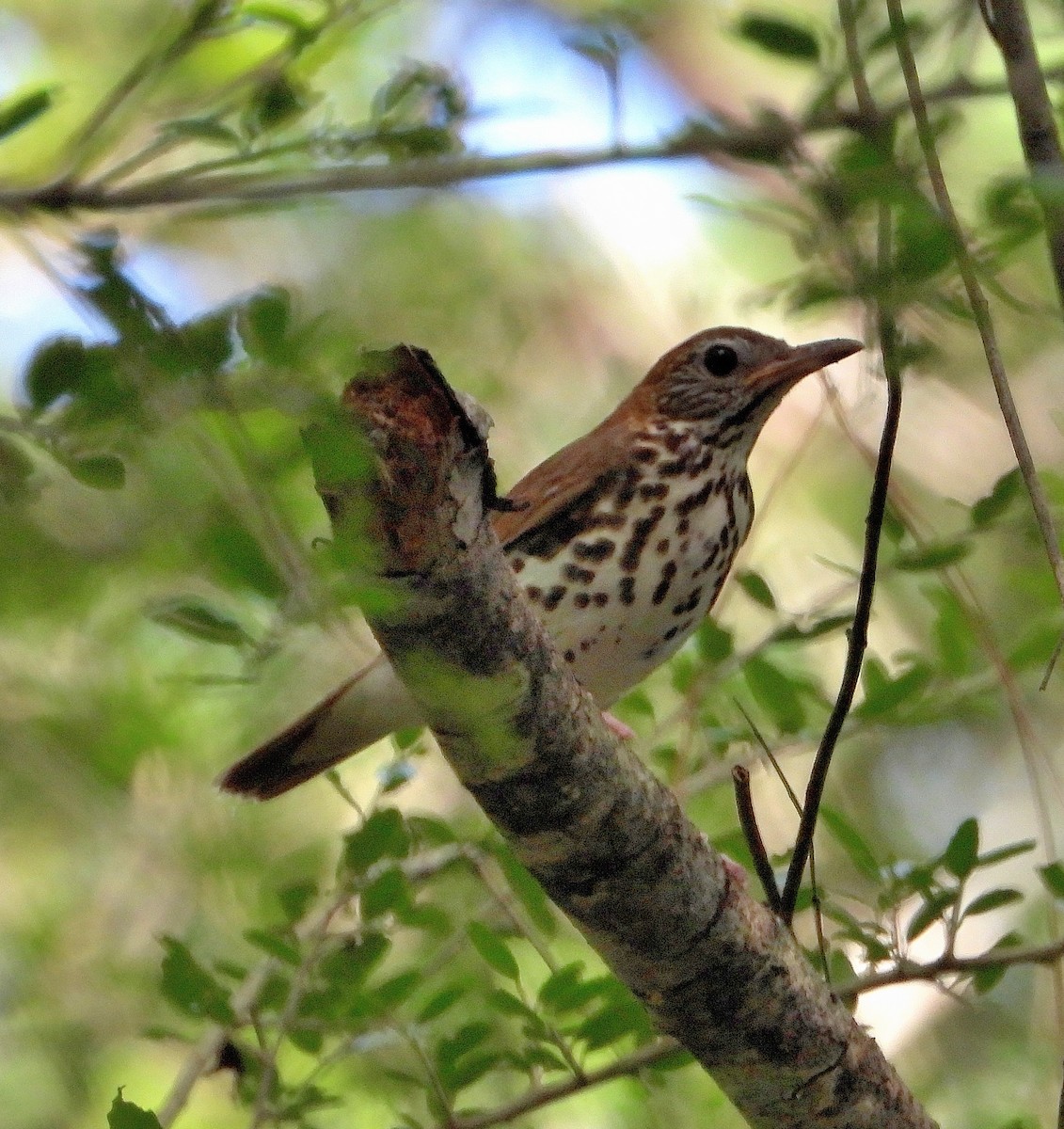 Wood Thrush - ML638298873