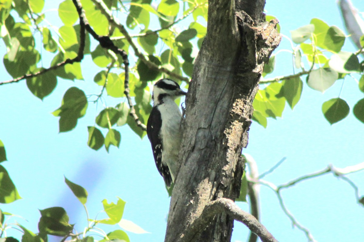 Hairy Woodpecker - ML638298877