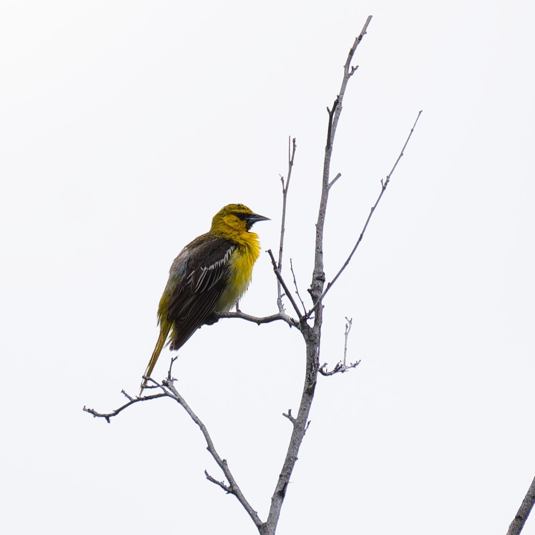 Oriole de Bullock - ML638298878
