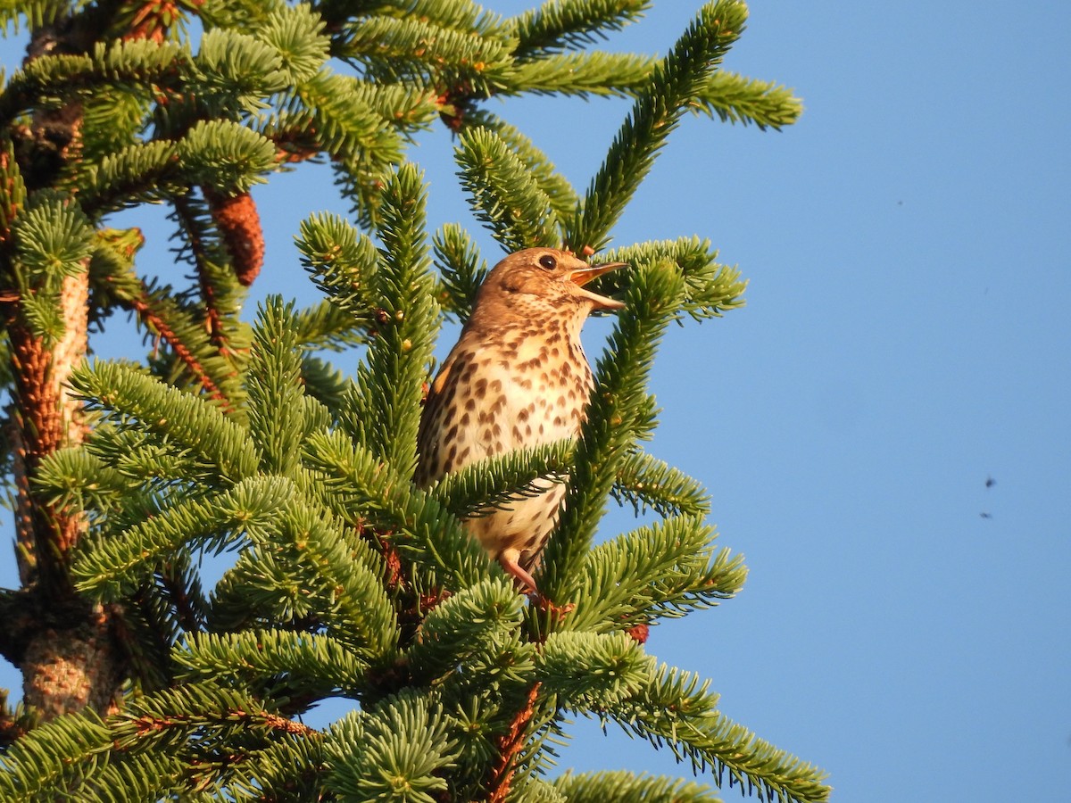 Song Thrush - ML638298879