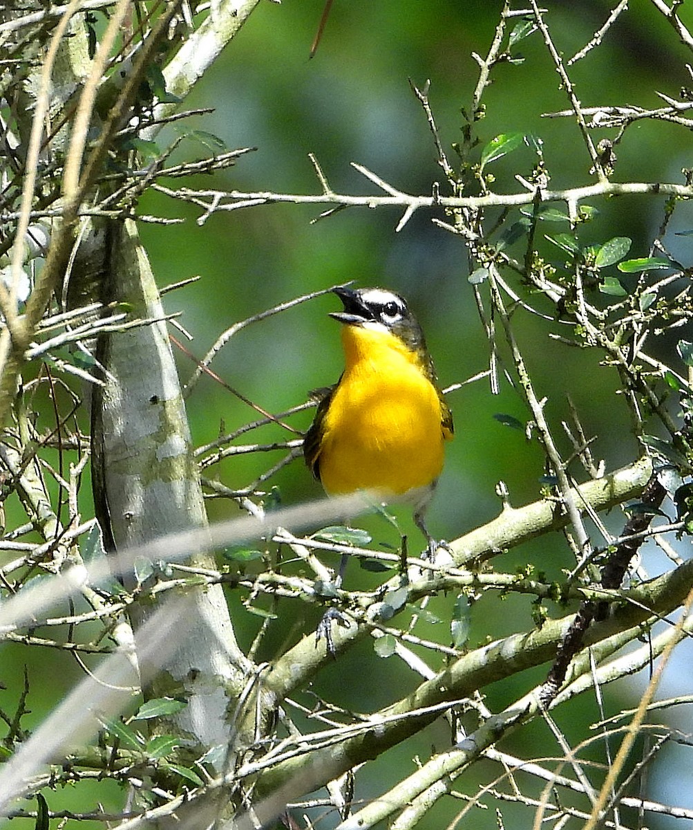 Yellow-breasted Chat - ML638298884