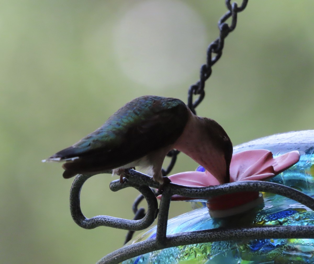 Colibrí Gorjirrubí - ML638298889