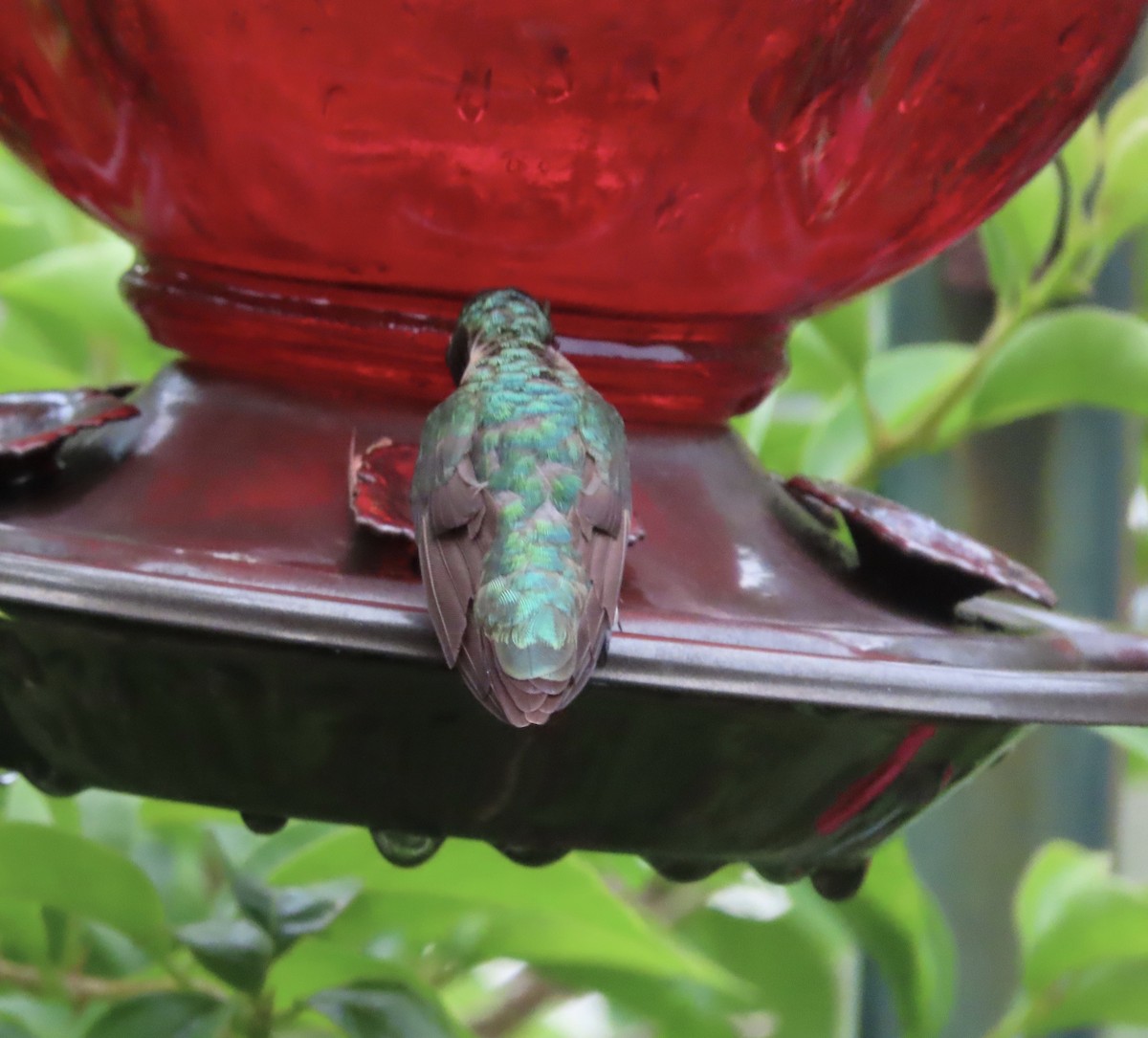 Colibrí Gorjirrubí - ML638298892
