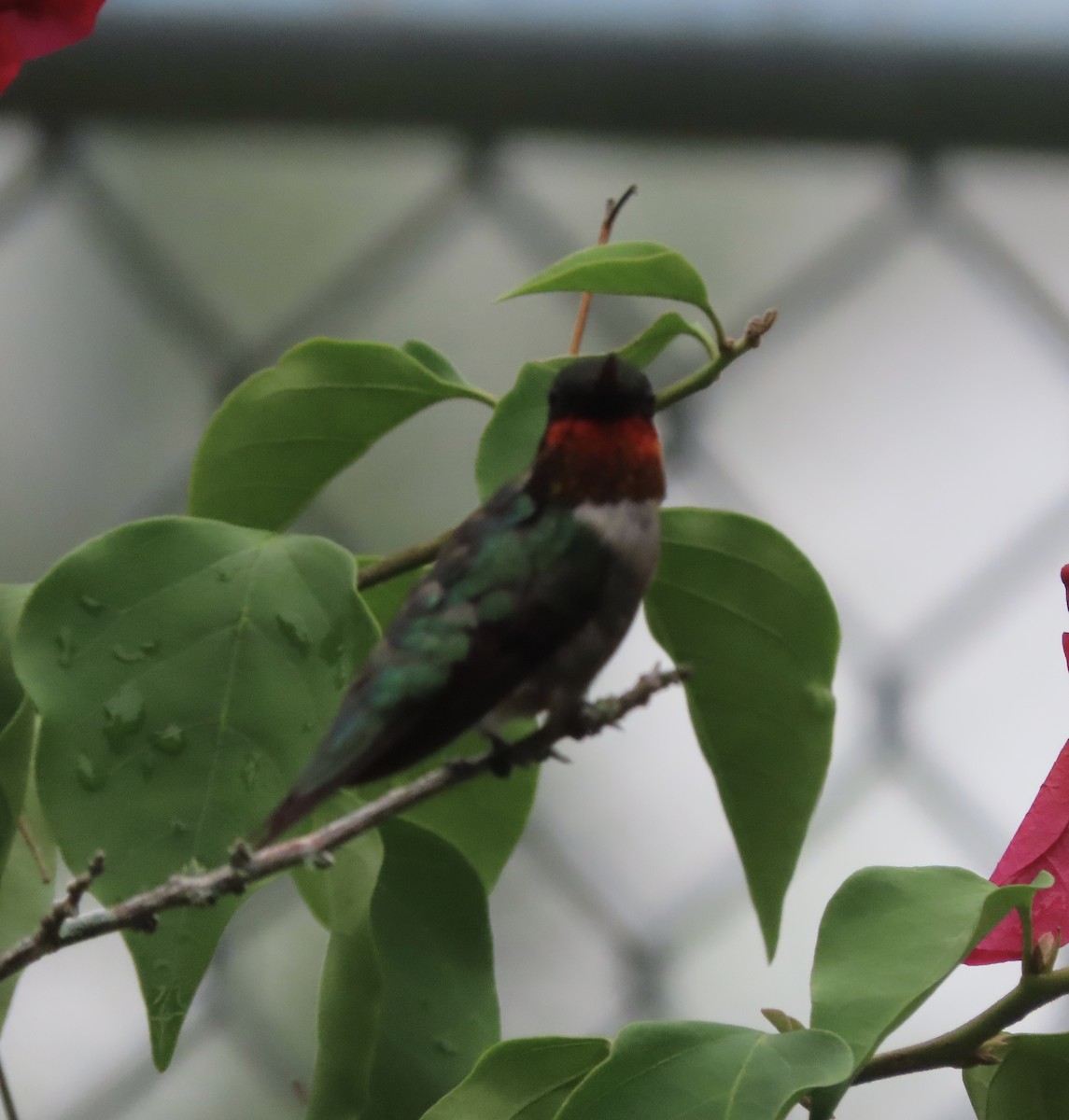 Colibrí Gorjirrubí - ML638298893