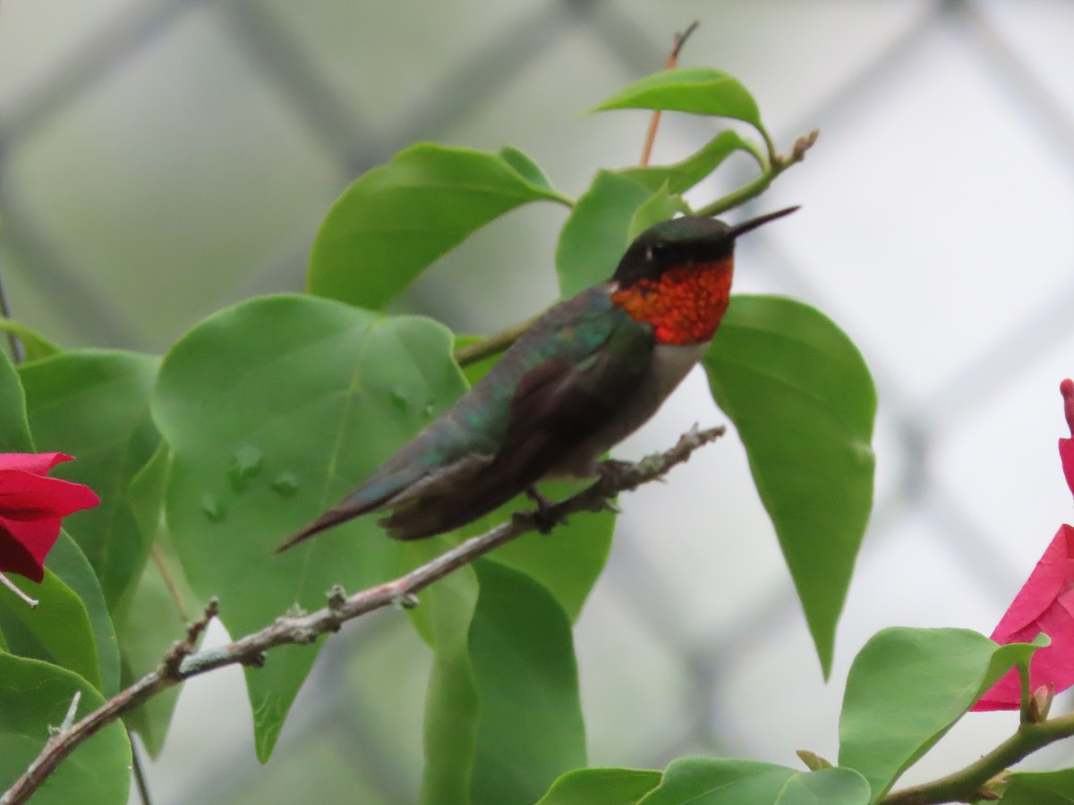 Colibrí Gorjirrubí - ML638298894