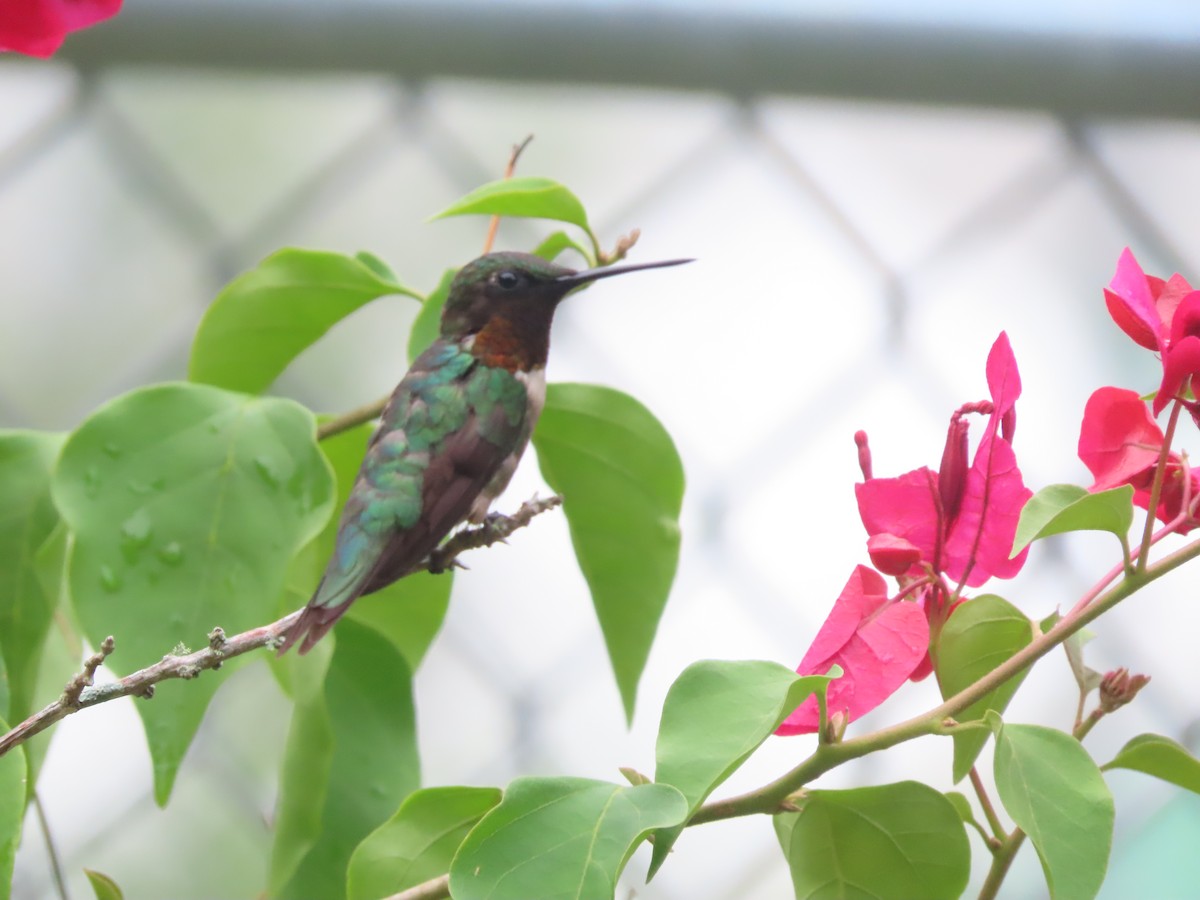 Colibrí Gorjirrubí - ML638298895
