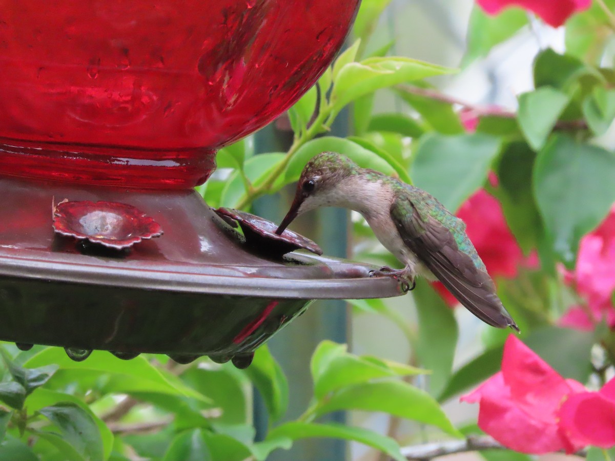 Colibrí Gorjirrubí - ML638298898