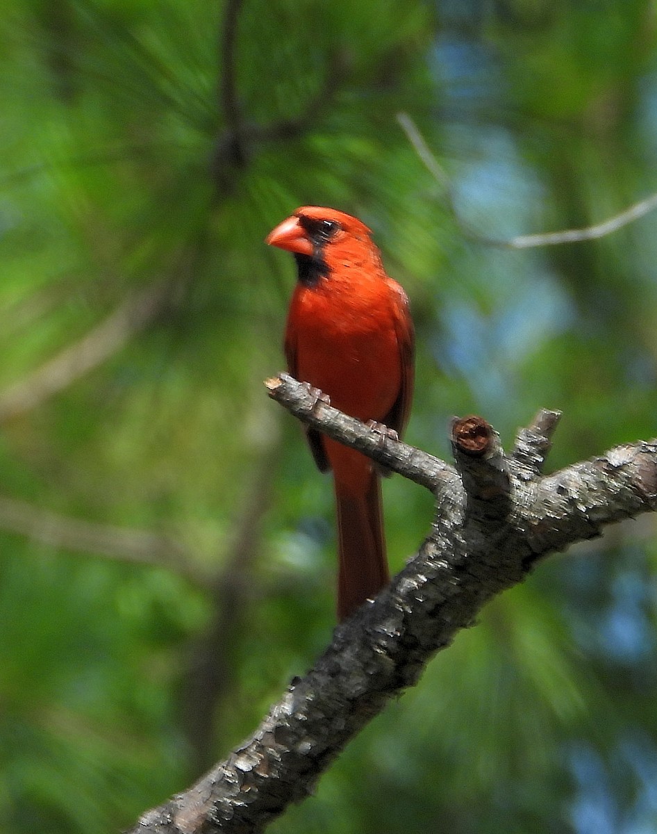 Cardenal Norteño - ML638298903