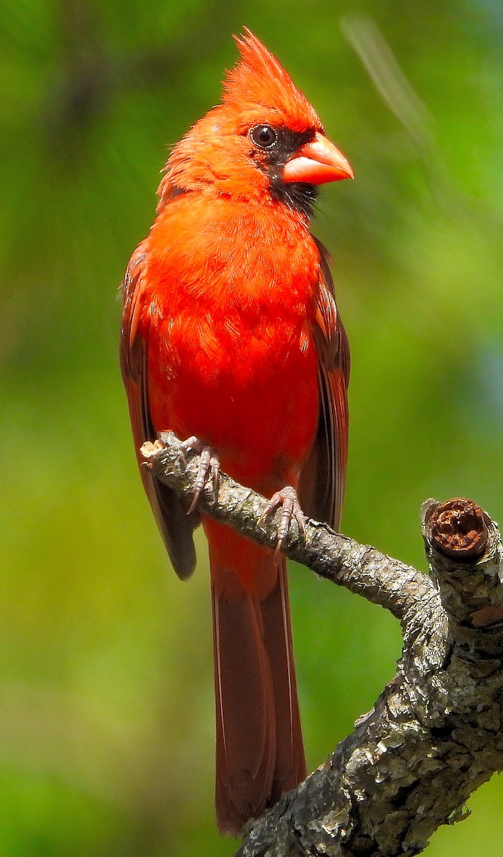 Cardenal Norteño - ML638298904
