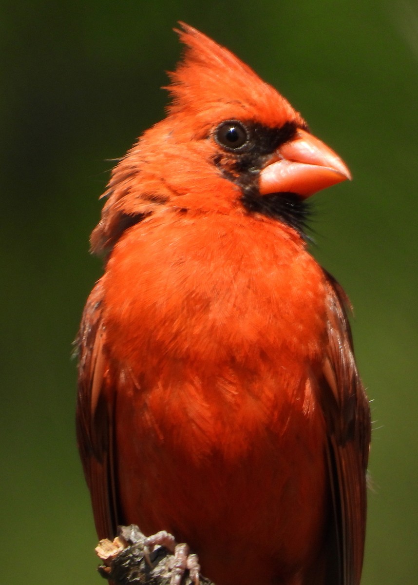Cardenal Norteño - ML638298908
