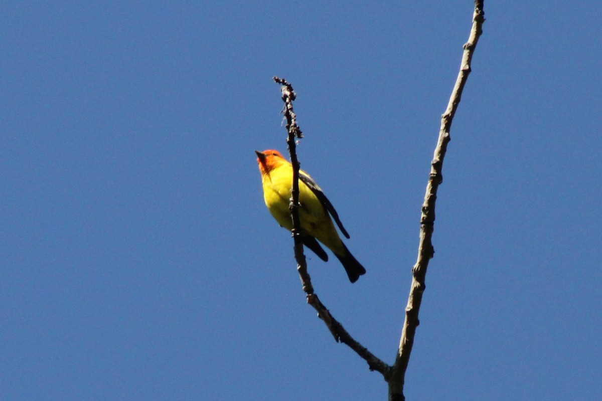 Piranga Carirroja - ML638298910