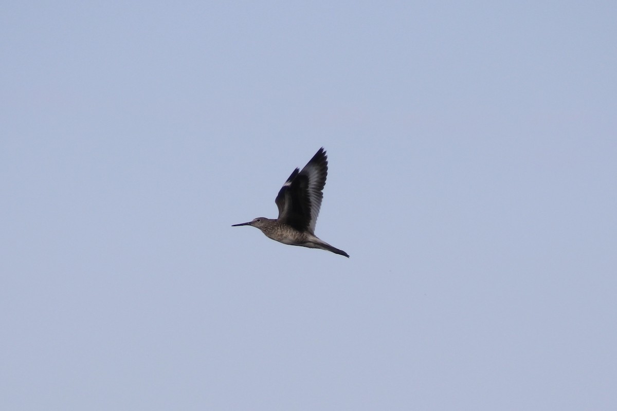 Playero Aliblanco (inornata) - ML638298911