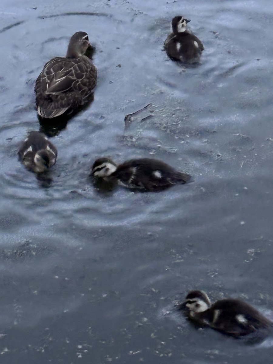 Pacific Black Duck - ML638298916