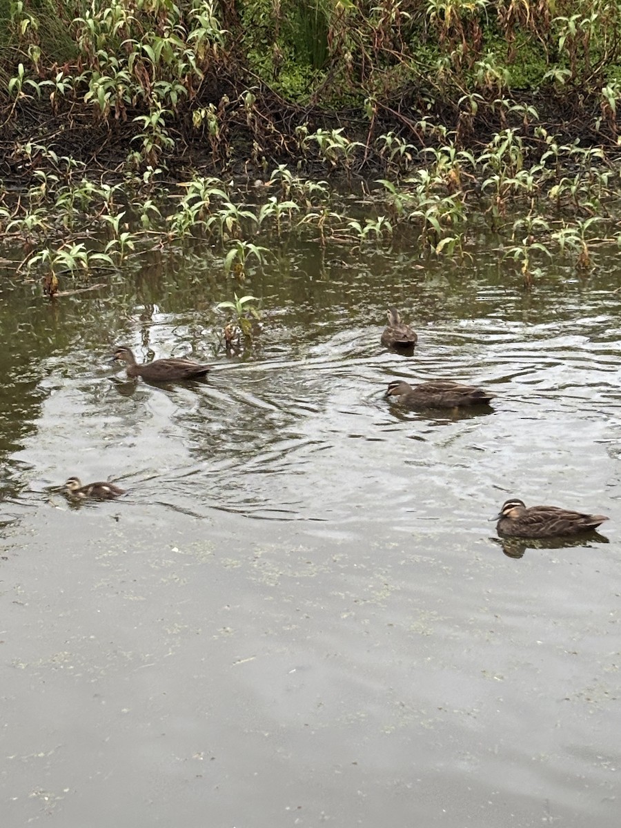 Pacific Black Duck - ML638298919