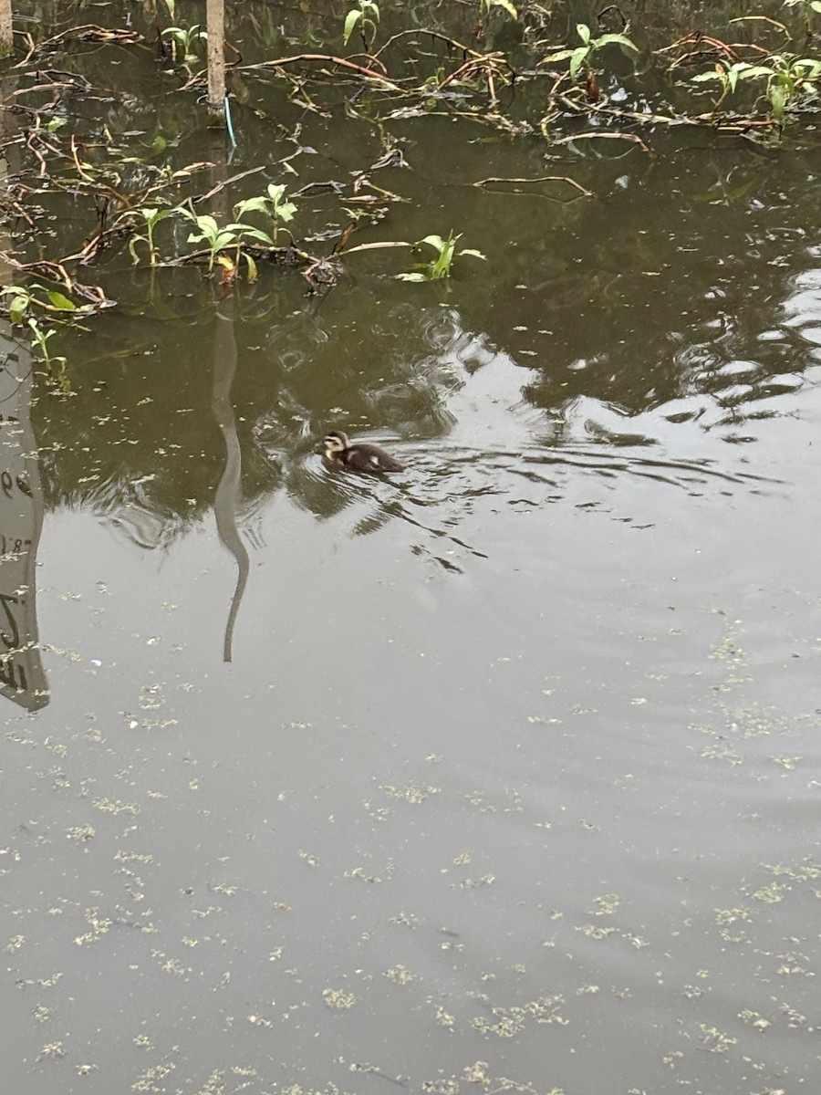 Pacific Black Duck - ML638298920