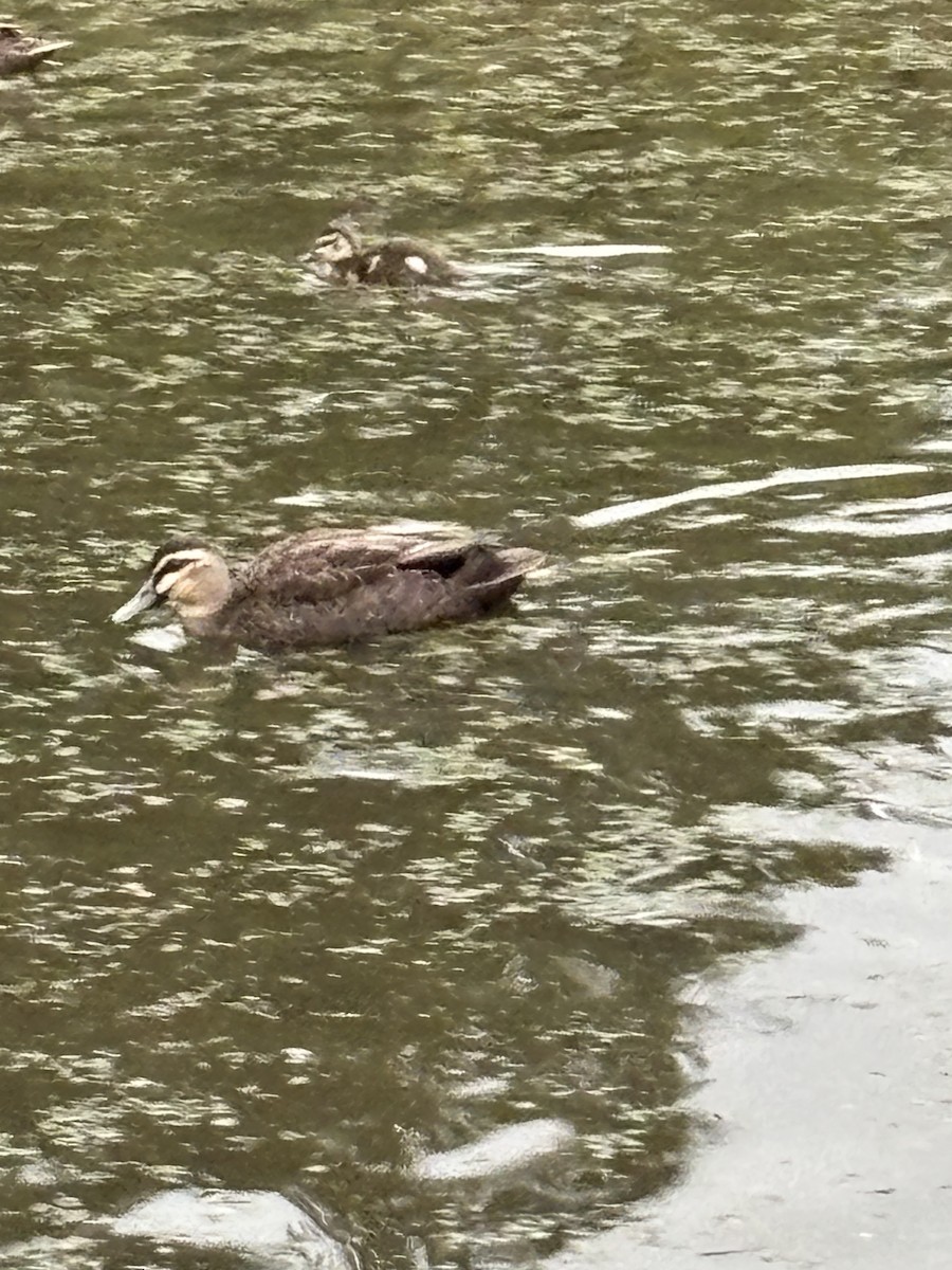 Pacific Black Duck - ML638298921