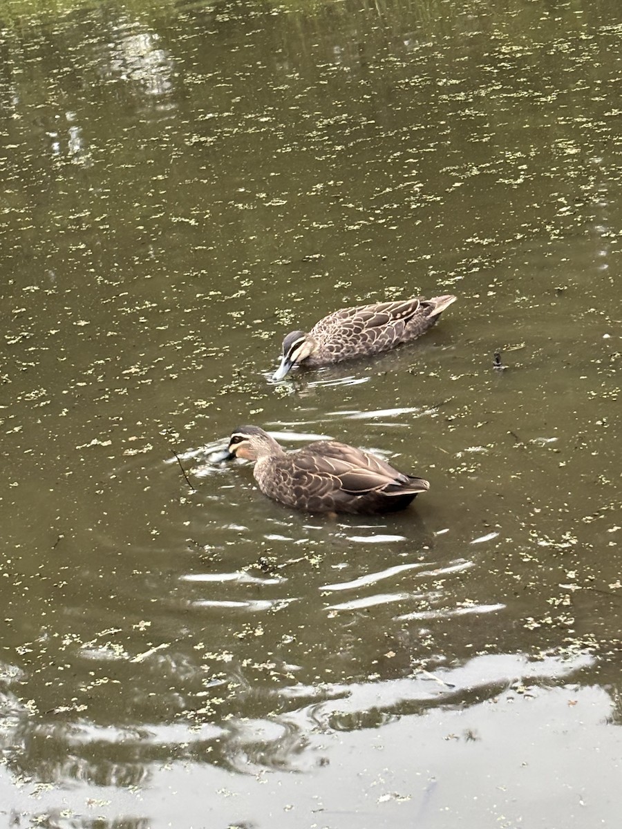 Pacific Black Duck - ML638298922