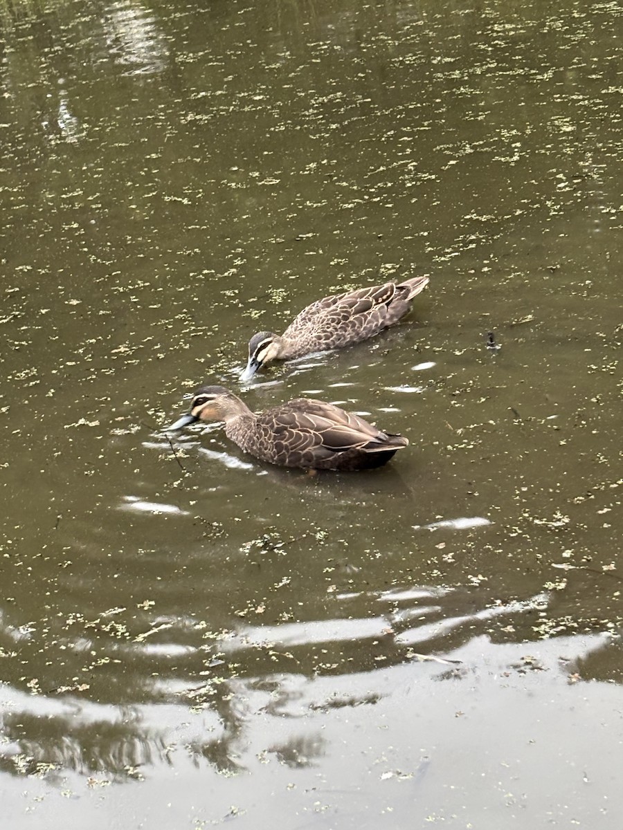 Pacific Black Duck - ML638298923
